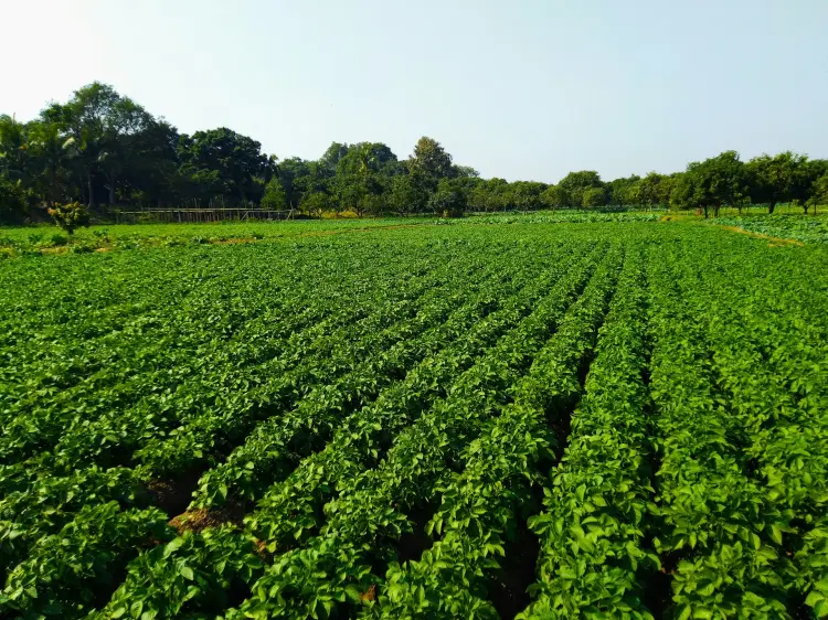 For Agriculture & Agro-Processing Businesses